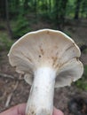 Serbia mountain Jelica forest mushroom Lactarius piperatus Royalty Free Stock Photo