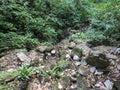 Serbia Mountain Rajac Sumadija mountain stream