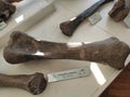 Serbia petrified bones of prehistoric animals