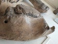Serbia petrified bones - teeth of prehistoric animals
