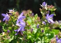 Serbian bellflower (Campanula poscharskyana)