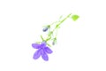 Serbian Bellflower on a White Background