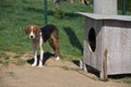 The Serbian Tricolour dog Royalty Free Stock Photo