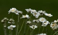 Serbian yarrow, achillea serbica