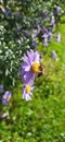 Serbja, Arandjelovac.. 26th September, 2021. Autumn.. Bee on a lilac-blossom..