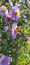 Serbja, Arandjelovac.. 26th September, 2021. Autumn.. Bee on a lilac-blossom..