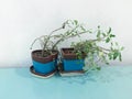 Sere small tree in soil pot indoor Royalty Free Stock Photo