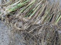 Sereh or lemongrass plant, the stems of serai on the ground Royalty Free Stock Photo