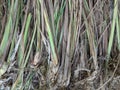 Sereh or serai plant, cymbopogon citratus leaves, indian lemon grass leaf Royalty Free Stock Photo