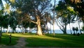 Serena beach trees Mombasa in Kanya Royalty Free Stock Photo