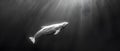 Serenade of Light: Beluga\'s Underwater Ballet. Concept Underwater Photography, Marine Life, Ballet