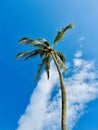 Serenade of Solitude: Lone Palm Against the Azure Canvas