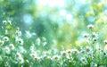 Serenade of Spring: Sun-Drenched Meadow with White Daisies, Impressions of an Artistic Painter Royalty Free Stock Photo