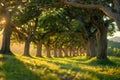 Concept Nature, Photography, Sunlight, Peaceful, Trees Serenade of Sunlit Oaks