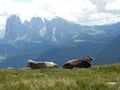 Serendipity of two cows in Dolomiti