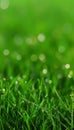 Serene Abstract Grass Background with Dewdrops, Soft Spring Glow and Blurred Depth for Banner Use Royalty Free Stock Photo
