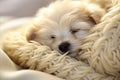 Serene Aerial View of Adorable Puppy Sleeping Peacefully Under a Cozy Blanket on a Comfy Bed