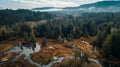 Serene Aerial View of Lush Forest Wetlands