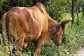 Serene Asian village landscape with zebu bull. Beautiful Indian zebu in the rainforest