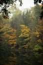 Autumn forest with colorful foliage reflected in a calm lake. Royalty Free Stock Photo