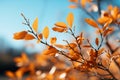 Serene autumn landscape, tree leaves dance against the blue sky