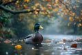 Serene Autumn Pond Scene with Colorful Foliage and Mallard Duck Swimming Amidst Falling Leaves in Tranquil Nature Setting Royalty Free Stock Photo