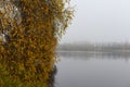 Serene autumn view, tree with yellow leaves on misty river background