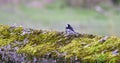 Serene Avian Scene. A pied wagtail on a mossy wall, greenery behind. Uses: Wildlife articles, nature-themed decor. Pied Wagtail