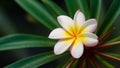 Serene background adorned with the delicate plumeria rauvolfioideae plant blossom