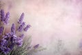 purple lavender flowers background