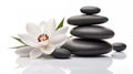 Serene Balance: Black Zen Stones and a White Blossoming Flower Royalty Free Stock Photo