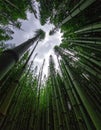 Serene Bamboo Forest Canopy from a Low Angle View Royalty Free Stock Photo