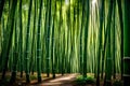 A serene bamboo forest, its tall, slender shoots creating a soothing symphony in the wind