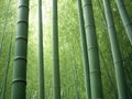 serene bamboo forest landscape Royalty Free Stock Photo