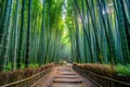 Serene bamboo forest path, Japan Royalty Free Stock Photo