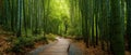 The Serene Bamboo Forest Pathway Inviting Tranquility and Exploration. AI generated image Royalty Free Stock Photo
