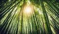 A serene bamboo forest with sunlight filtering through