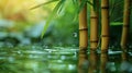 Serene Bamboo Stalks in Water Blur - Peaceful Natural Background