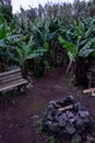 A serene bank nestled amidst lush banana trees, with a stone fire pit at its center. Royalty Free Stock Photo