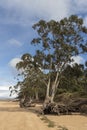 A serene beach landscape with tall trees, exposed roots, sandy ground, and a partly cloudy sky Royalty Free Stock Photo