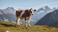 Serene Beauty, A Cow Grazing in the Alpine Meadows, Surrounded by Snow-Capped Mountains. Generative AI