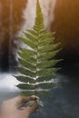 The Serene Beauty of Leaves Amidst a Refreshing Waterfall