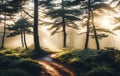 Serene beauty of a misty forest at sunrise