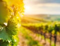 Serene beauty of a vineyard, showcasing rows of grapevines under the soft glow of sunlight, highlighting natureÃ¢