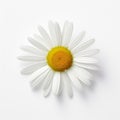 Serene Beauty: White Daisy Flower On White Background