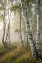 Birch forest in the haze Royalty Free Stock Photo