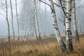 Birch forest in the haze Royalty Free Stock Photo