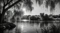 Idyllic Lakeside View with Weeping Willow in Serene Black and White Landscape Royalty Free Stock Photo