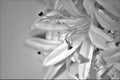 Serene black and white lily close up picture