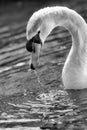 Serene black and white nature image of a mute swan.